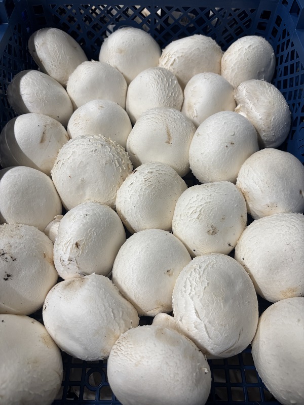 CHAMPIGNON  2 KG  HOLL / POLO