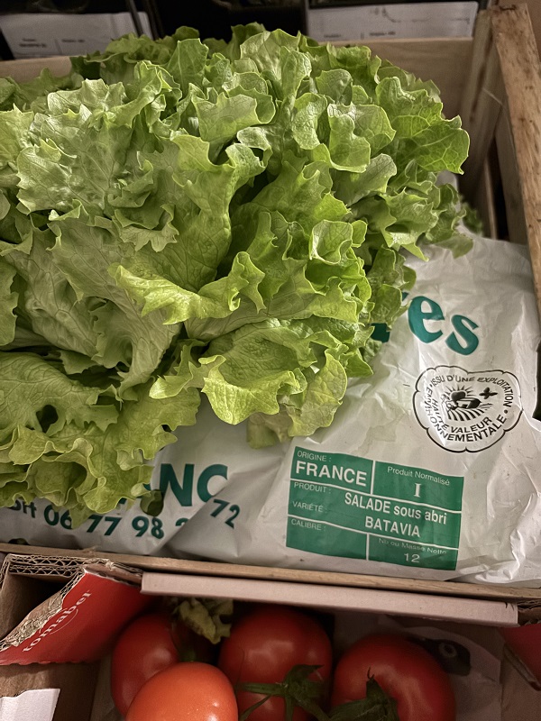 SALADE   BATAVIA     FR