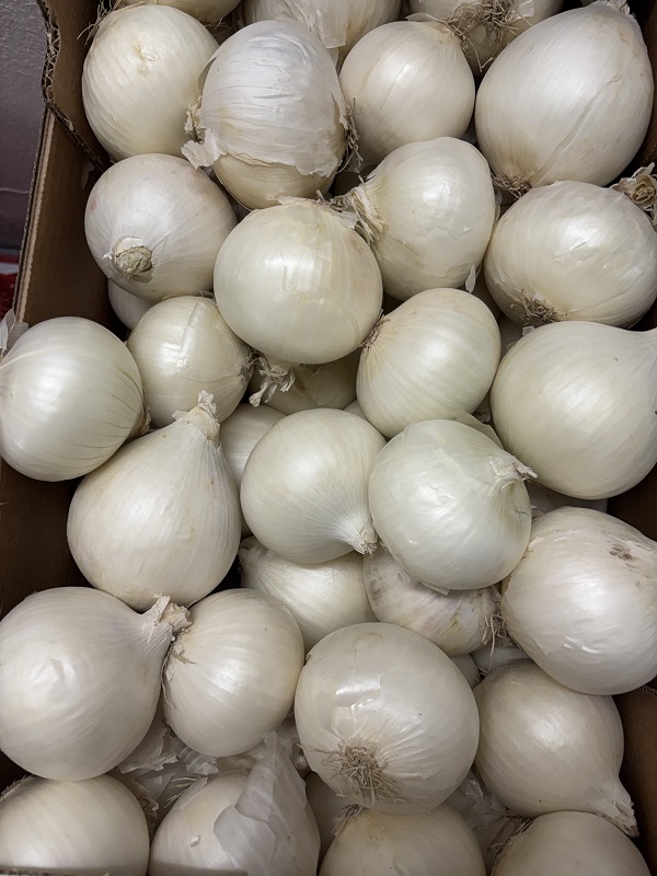 OIGNON   BLANC  AUSTRALIE