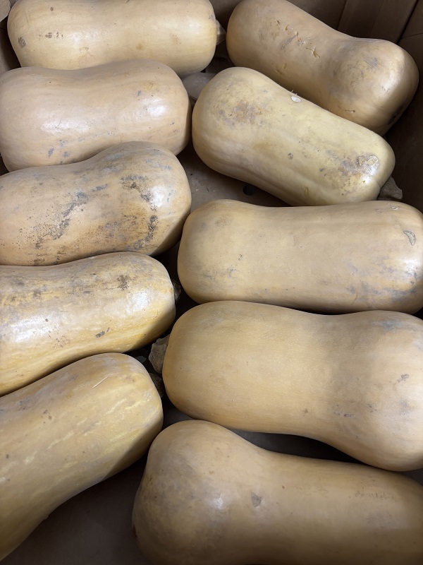 BUTTERNUT CORSE