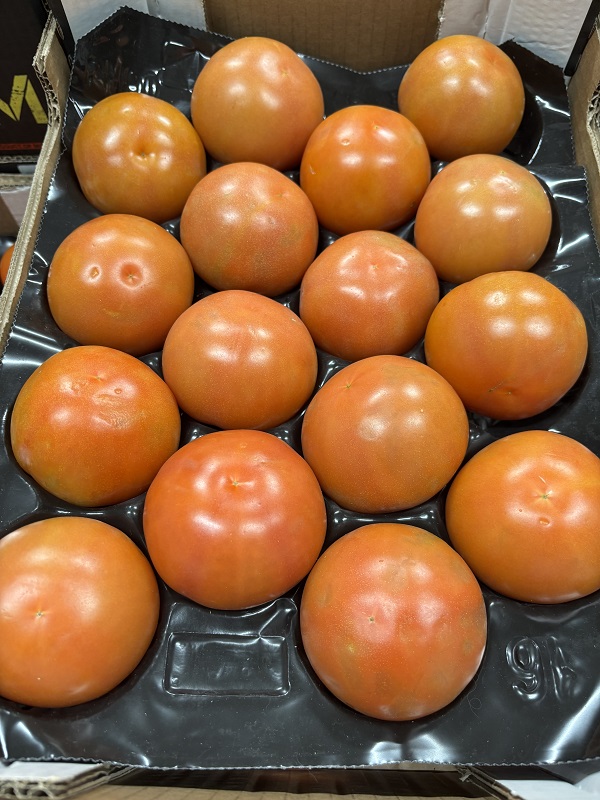 TOMATE MAROC