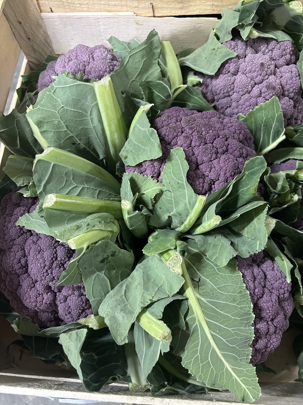 CHOU FLEUR VIOLET BELG