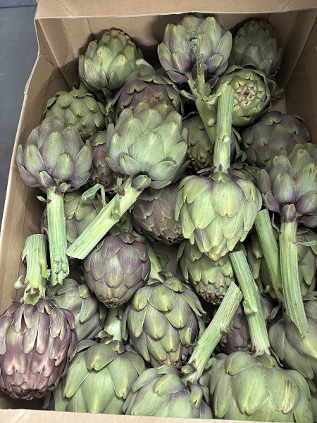 ARTICHAUT CORSE 30 / 48 PIECES
