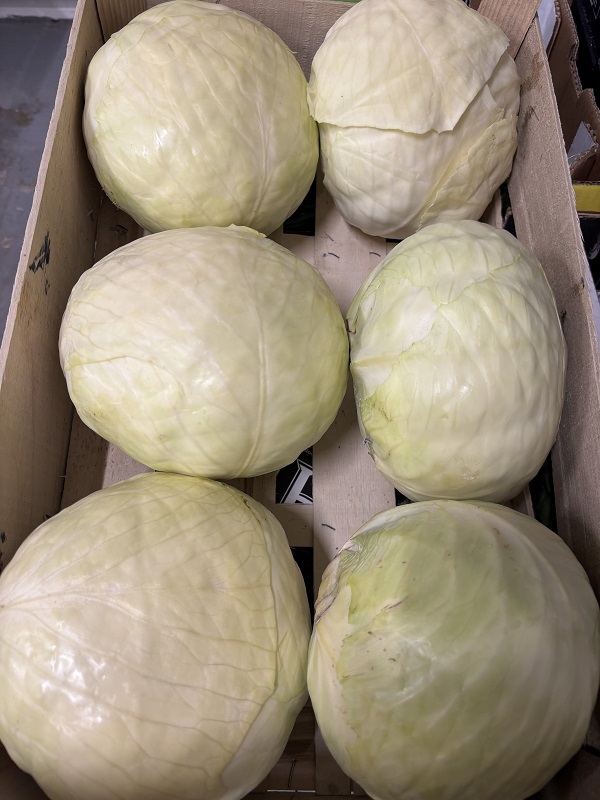 CHOU  BLANC  LISSE  BELG