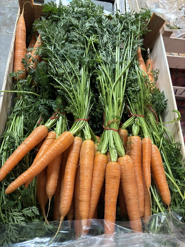 CAROTTE  FANE FRANCE