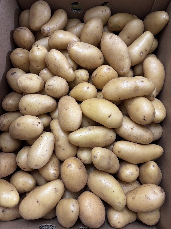 PDT  GRENAILLE  FRANCE