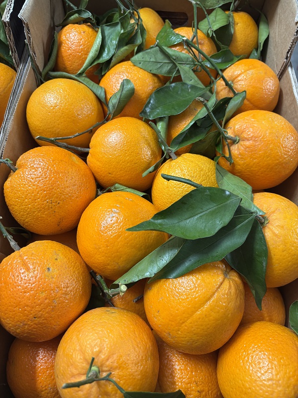ORANGE FEUILLE PORTUGAL