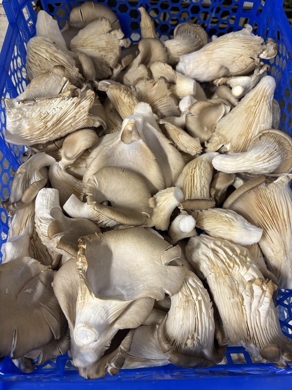 CHAMPIGNON  PLEUROTTE   ITAL