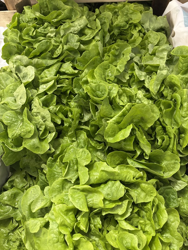 SALADE FEUILLE CHENE VERTE    FR