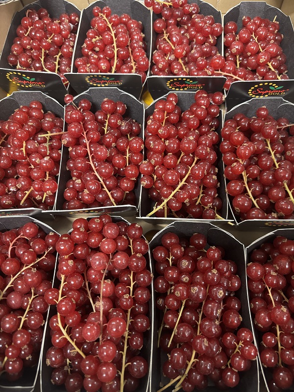 GROSEILLE  BELG / HOLL