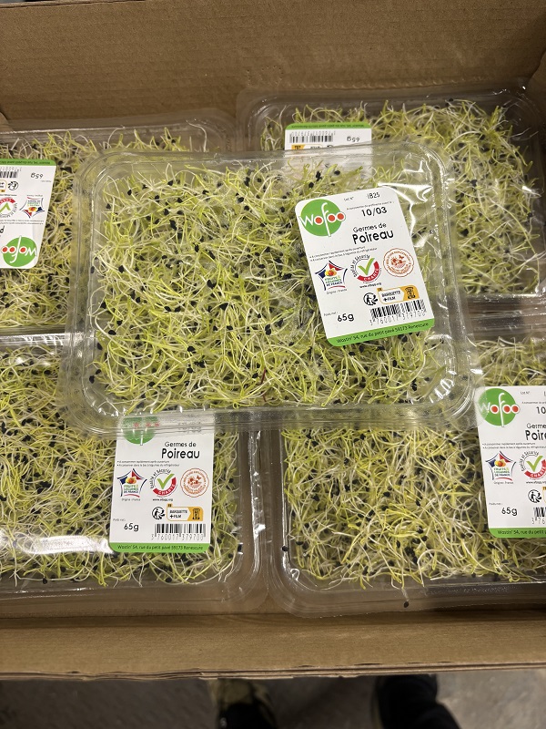 GERME POIREAUX BEL