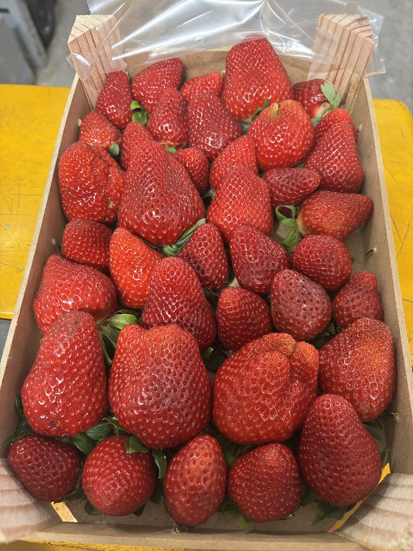 FRAISE 1KG ESP/MAROC