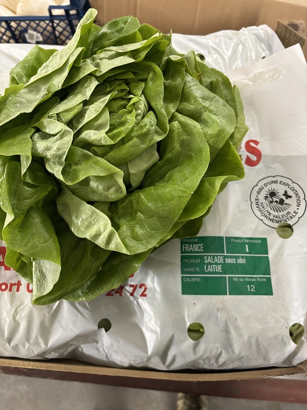 SALADE   LAITUE  FRANCE